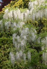 Wisteria sinensis Alba - White flowered Chinese Wisteria